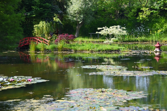 08 06 16_7196_edited-1.jpg - BENNETTS WATER GARDEN, NEAR WEYMOUTH, DORSET - 8.6.16